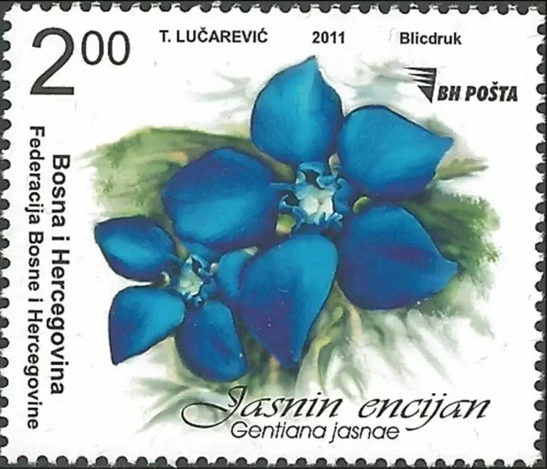 Bosnia (Croatian Post) year 2011 stamp Flowers - Jasmine Mint never hinged (**)