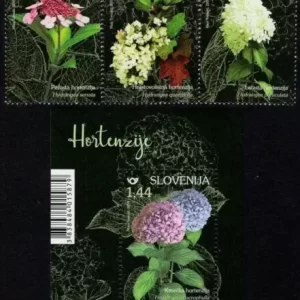 Slovenia 2019 Flowers - Hydrangeas - Set