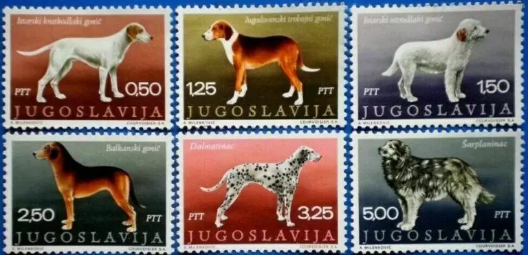 Yugoslavia 1970 stamps Fauna dogs complete set