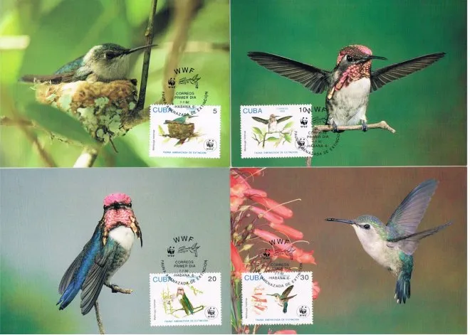 Cuba WWF max cards Bee Hummingbird