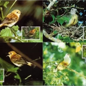 Cook islands 1989 WWF Fauna / Birds Rarotonga Monarch maximum cards