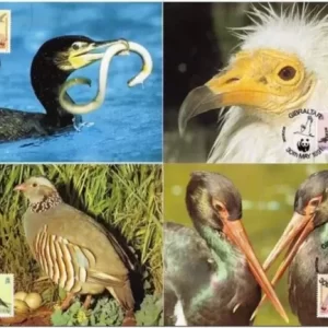 Gibraltar 1991 WWF Fauna Birds max cards