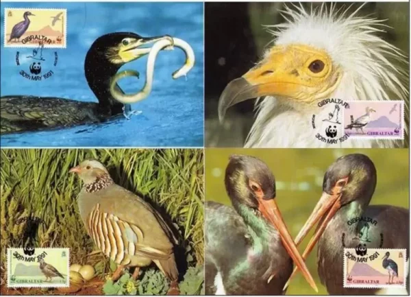 Gibraltar 1991 WWF Fauna Birds max cards