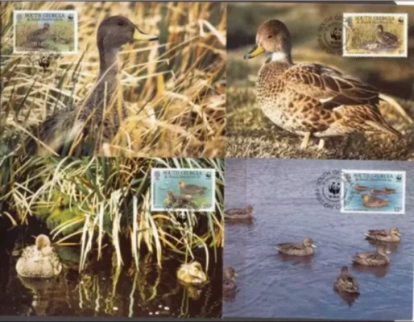 South Georgia 1992 WWF Fauna Birds Duck Nature Conservation max cards