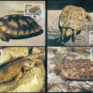 Tanzania 1993 W.W.F. – Fauna Reptiles Turtles Max cards