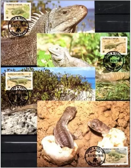 Turks & Caicos Islands 1986 WWF Fauna Reptiles Iguanas Maxcards