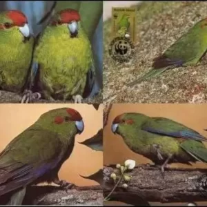 Norfolk Island 1987 WWF Fauna / Birds Green Parrot set Max cards