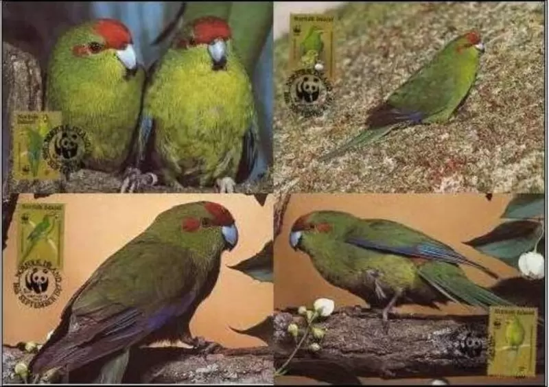 Norfolk Island 1987 WWF Fauna / Birds Green Parrot set Max cards