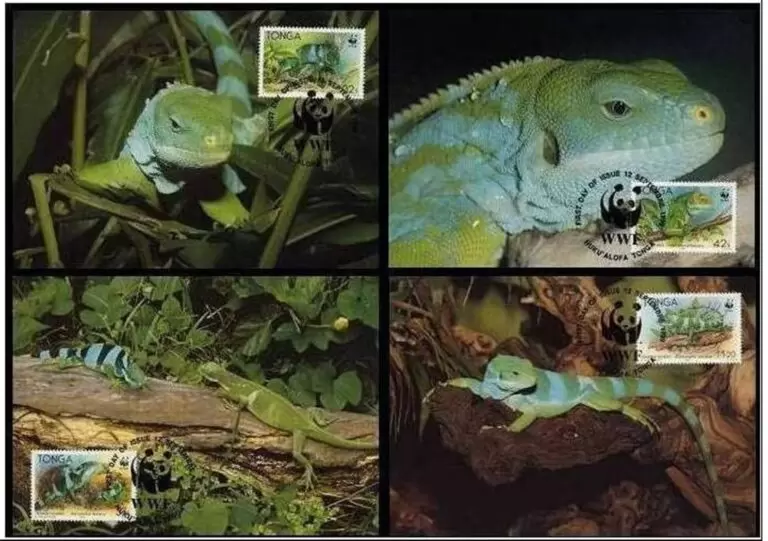 Tonga 1990 WWF Reptiles lizards Max cards stamps set