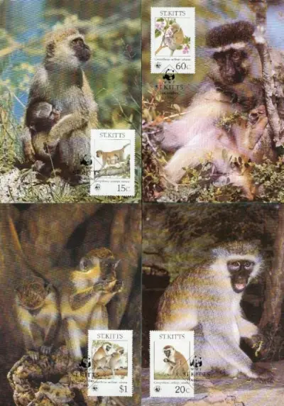 Saint Kitts year 1986 WWF – Fauna Monkeys stamps - Max cards