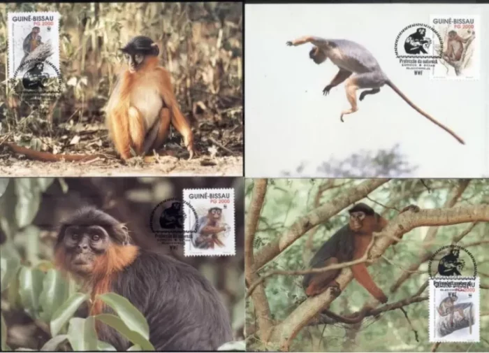 Guinea Bissau 1992 WWF – Fauna Monkeys stamps Max cards