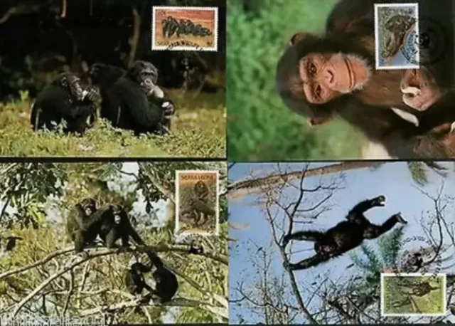 Sierra Leone year 1983 WWF Fauna Monkeys Max cards set