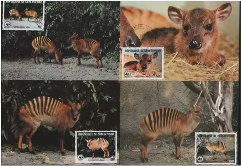 Ivory Coast 1985 WWF Fauna / Zebra Duiker Max card full set