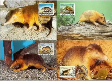 Republica Dominicana 1994 Fauna Rodents – WWF Hispaniolan Solenodon MC set
