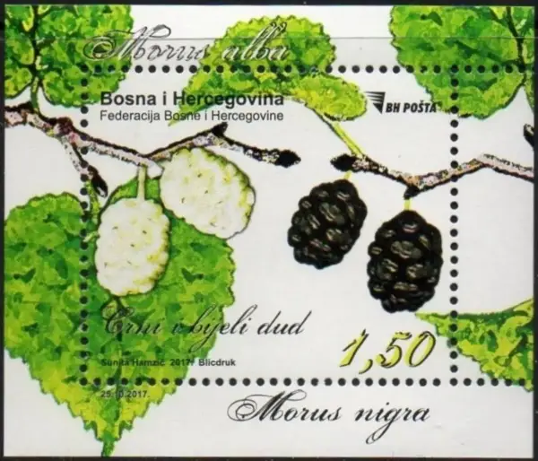 Bosnia Sarajevo stamp year 2017 Flora White and Black Mulberry